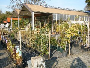 Planzenverkauf, Rhododendron, Stauden, Bambus, Coesfeld